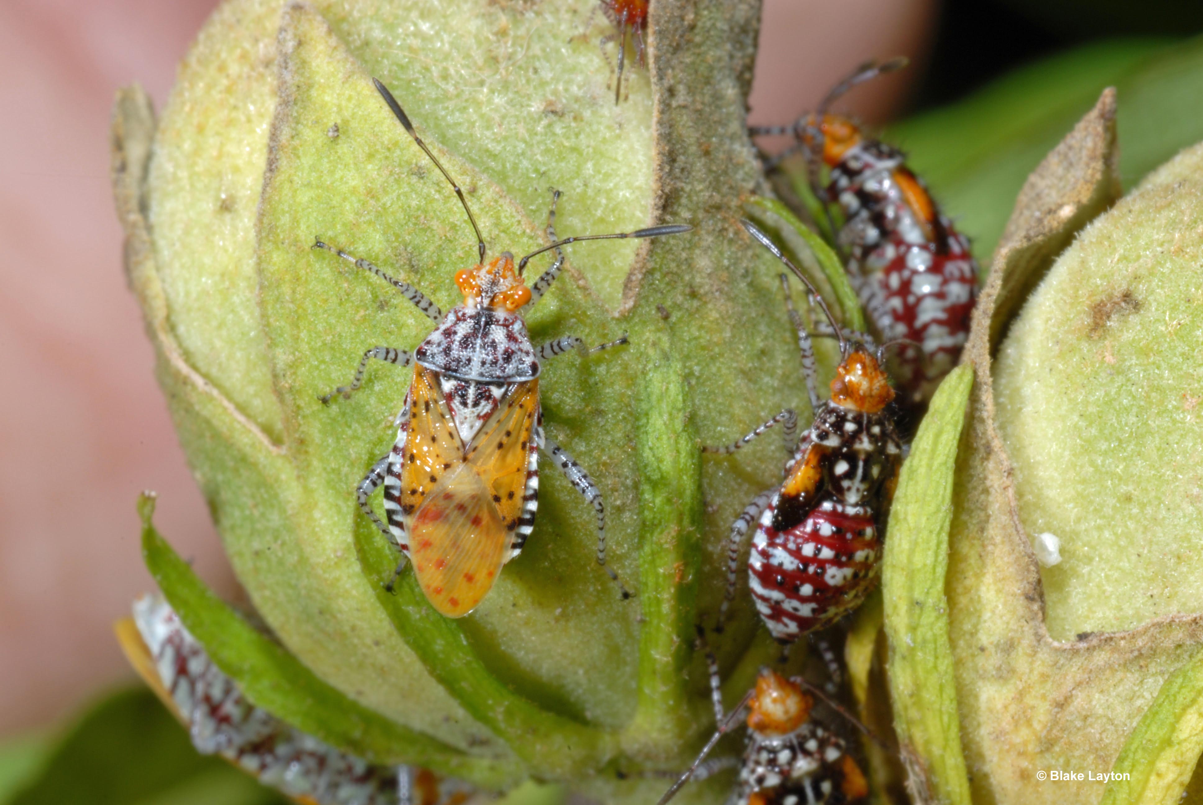 Bright orange and white bugs rest on a green leaf.