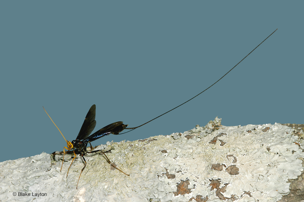 A large black wasp with a 4 inch ovipositor.