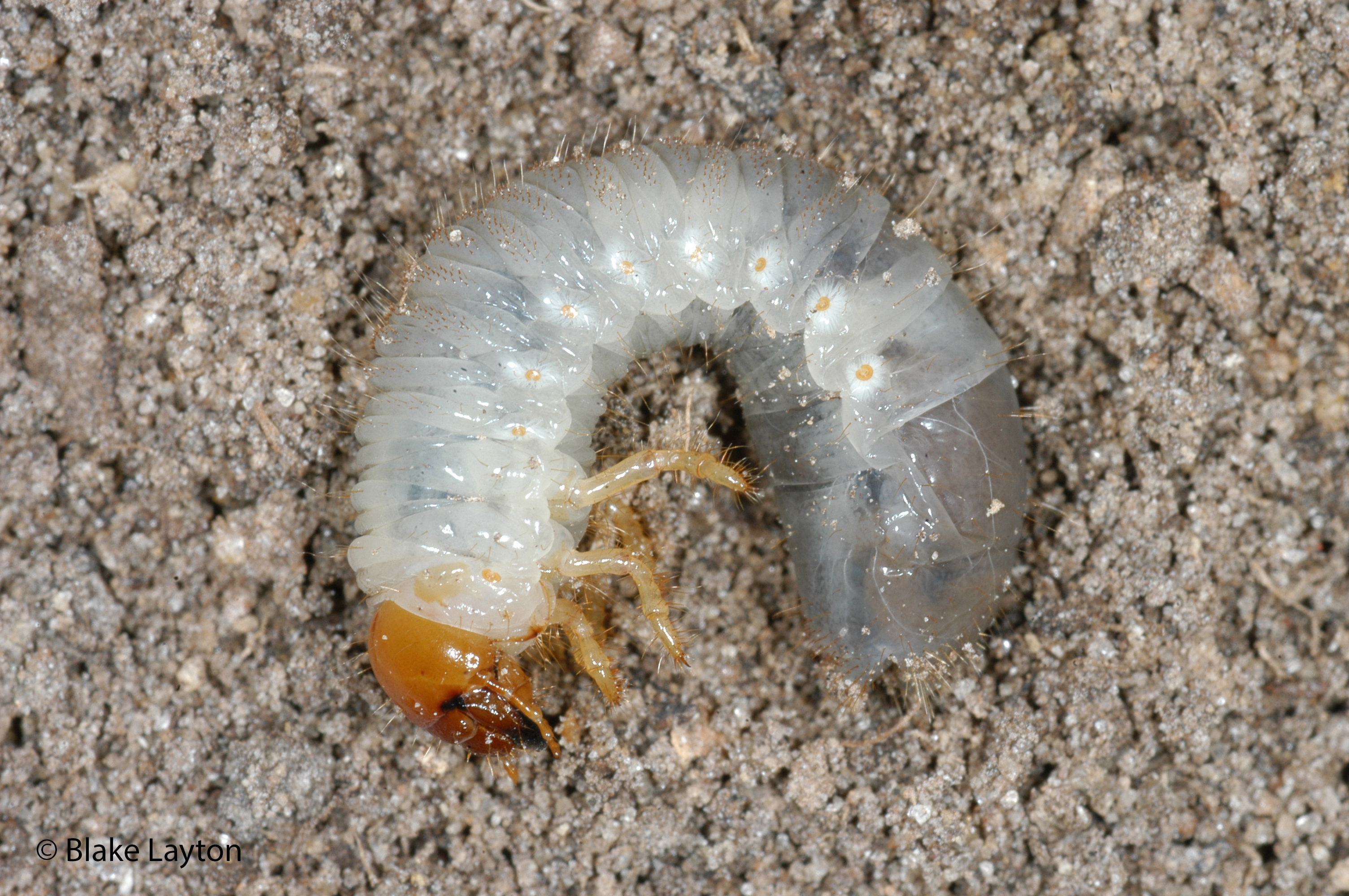 A white-tinted translucent bug with an orange head is curled into the shape of the letter "C" on brown dirt.