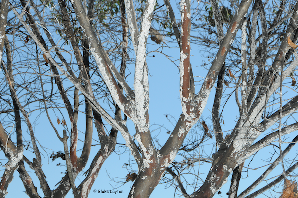 Brown and white branches against a blue sky.