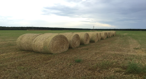 Rows of hay bales.