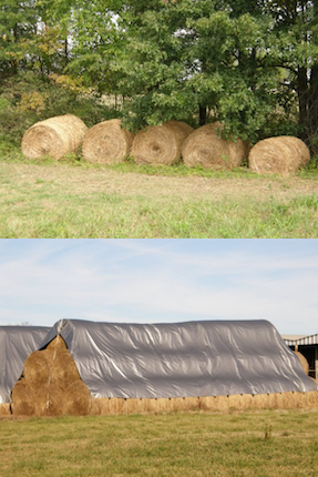 On top, 5 hay bales next to each other by a tree. On bottom, a pyramid of hay bales covered with a gray tarp.