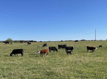 Field of cows.