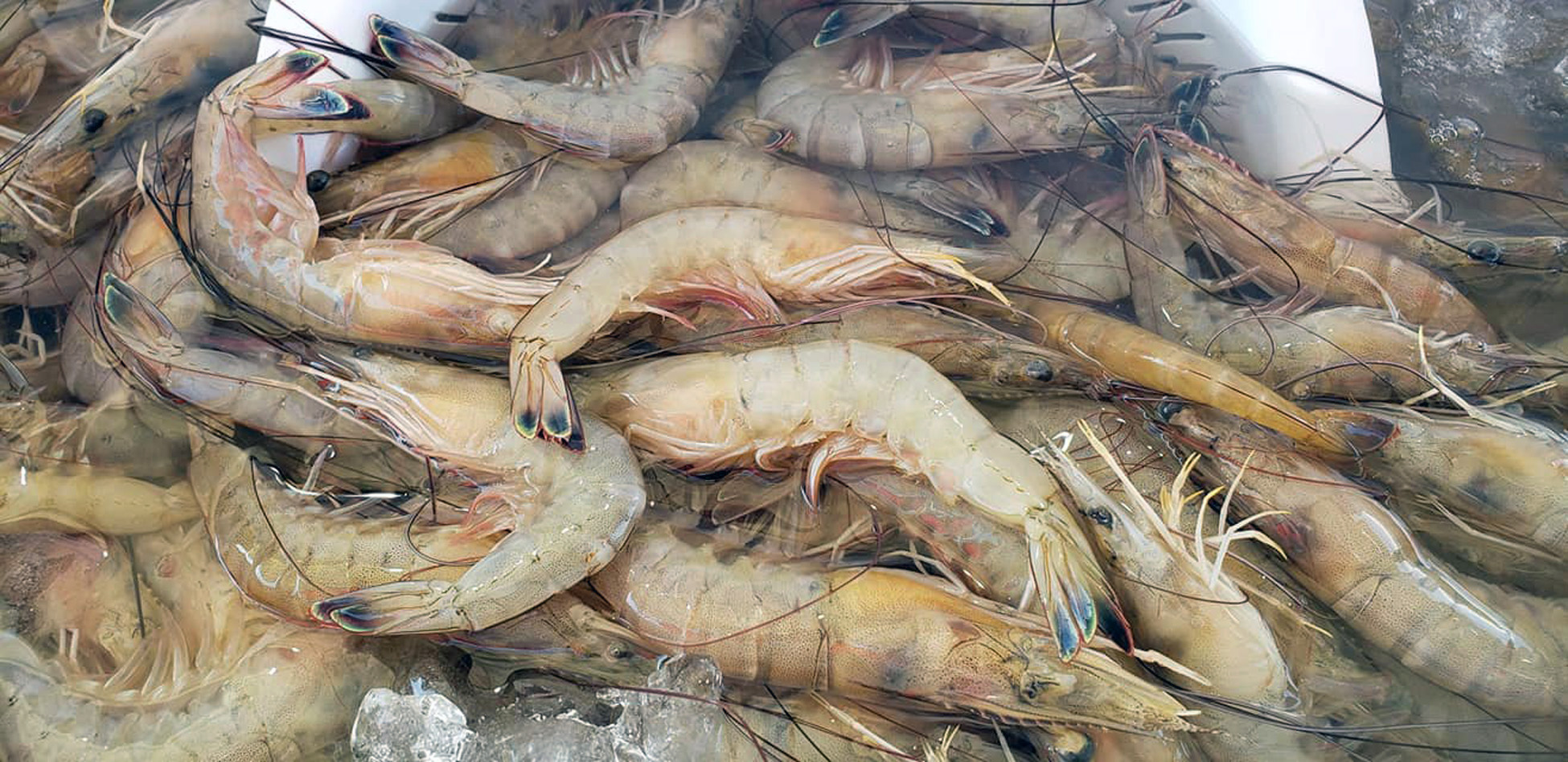Pile of light brown shrimp.