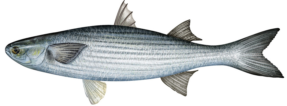 This is a drawing of the commercial striped Mullet.