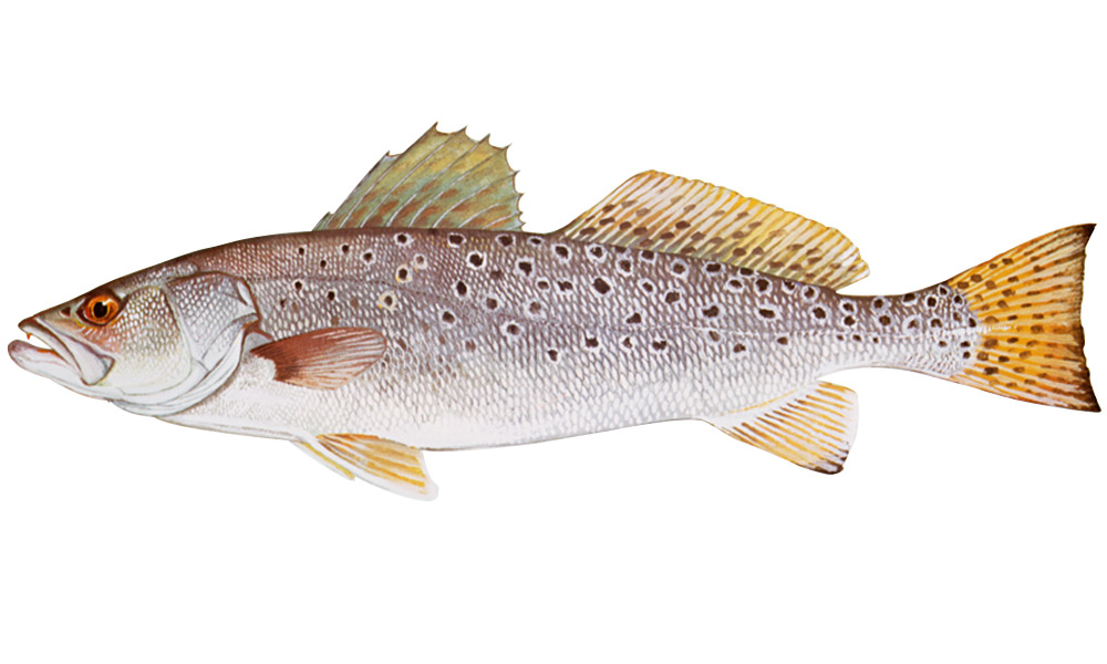 a drawing of a spotted seatrout