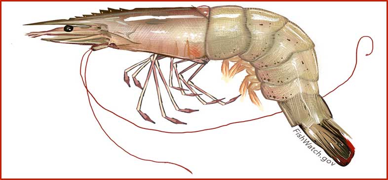 Figure 2. White shrimp (Litopenaeus Setiferus) “grow fast, mature in their first year of life, and reproduce quickly and abundantly. They have a short lifespan; most shrimp die after they spawn and do not survive longer than a year, essentially making them an “annual crop.” These unique biological characteristics make them more resilient to fishing pressure”. Source: Gulf FINFO (http://gulffishinfo.org/).
