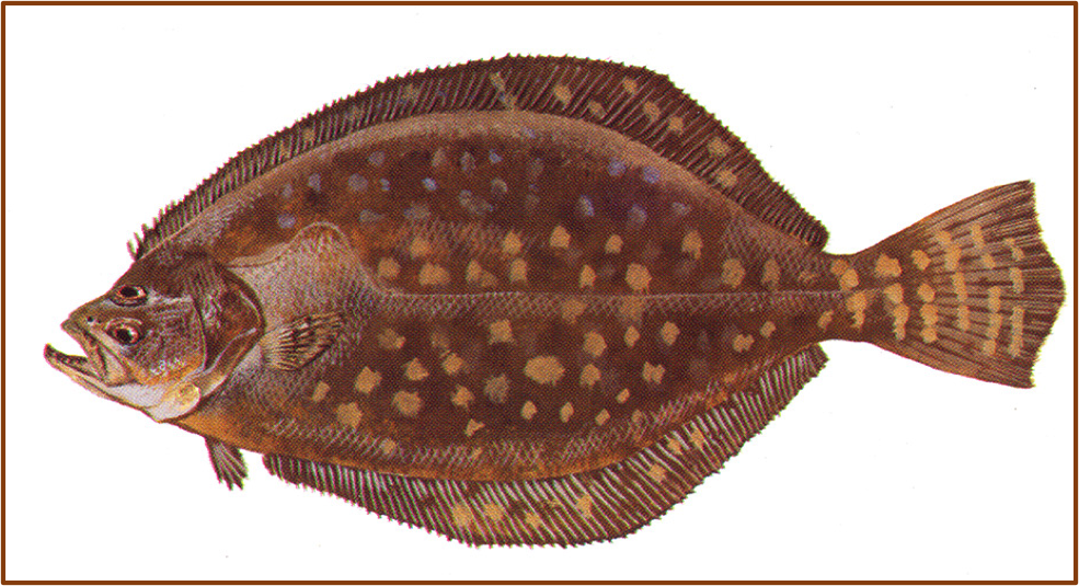 A drawing of a Southern flounder
