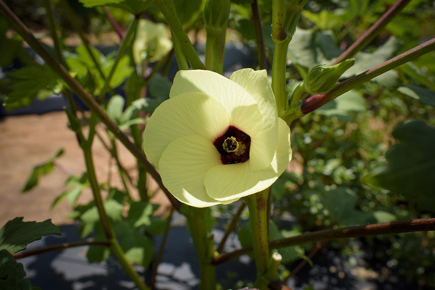 A close up of an okra plant blooming.