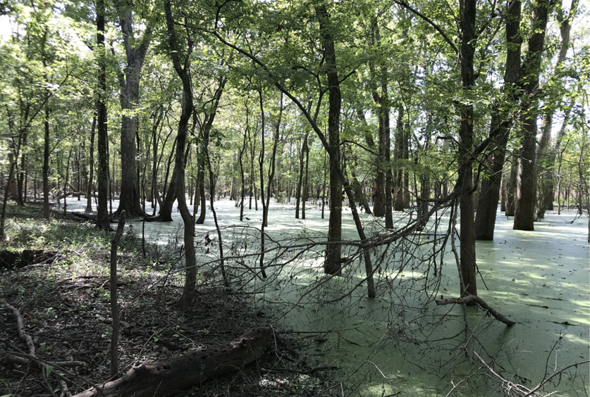 Trees growing in a swamp.
