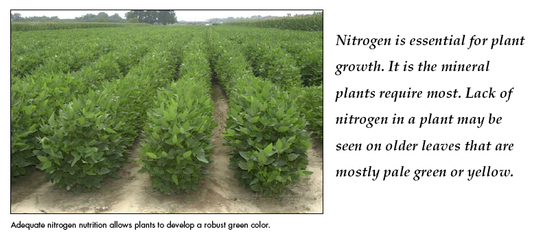 These plants have a robust green color due to adequate nitrogen nutrition. 