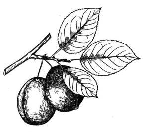 This is a sketch of plums.