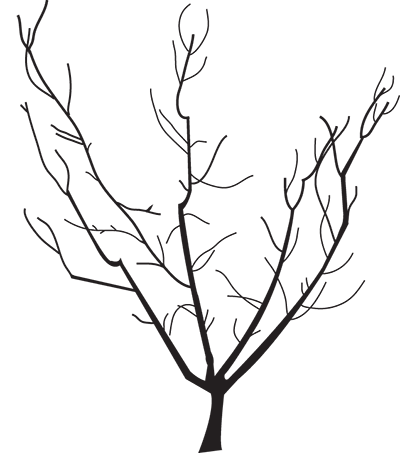 Drawing of a mature tree for pruning purposes.