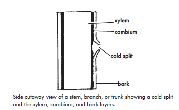 cutaway view of a stem, branch, or trunk showing a col split and the xylem, cambium, and bark layers.