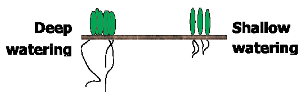 Diagram  showing root system and watering types.