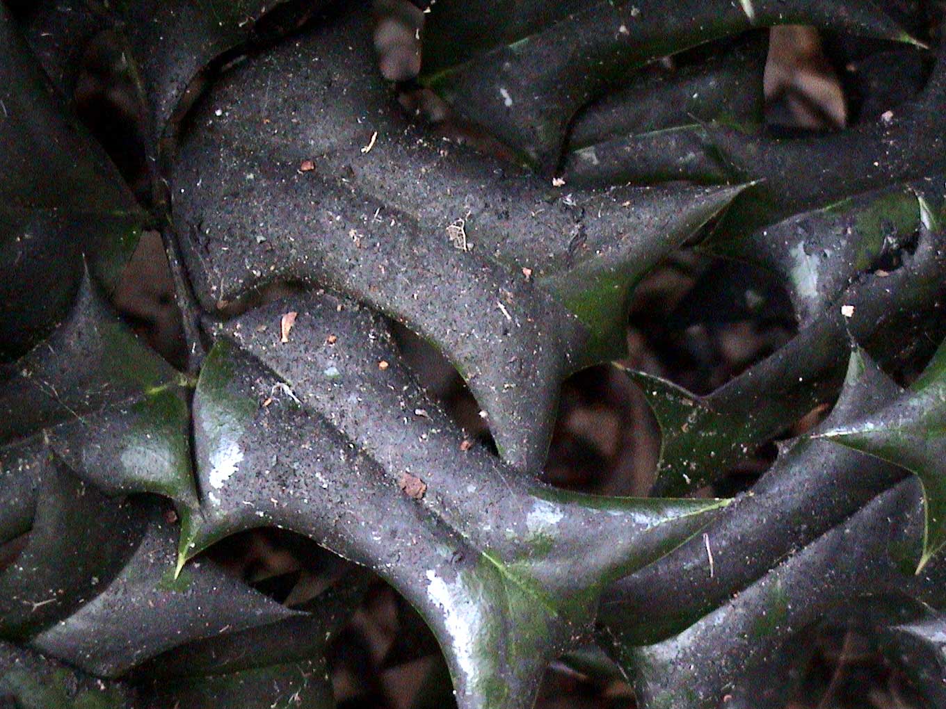 Figure 1. Sooty mold on holly in the early spring. Notice the flaking from the leaf.