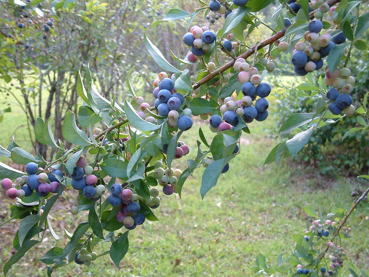 Vaccinium virgatum syn. Vaccinium ashei