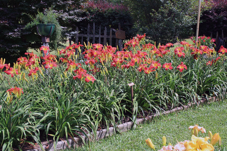 This image shows a garden of Suburban Nancy Gayle daylilies.