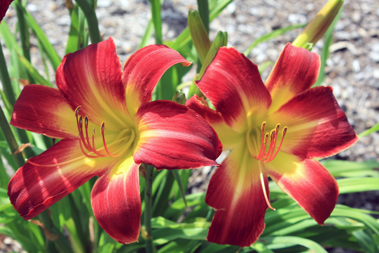 This is a close up image of a Suburban Nancy Gayle daylily
