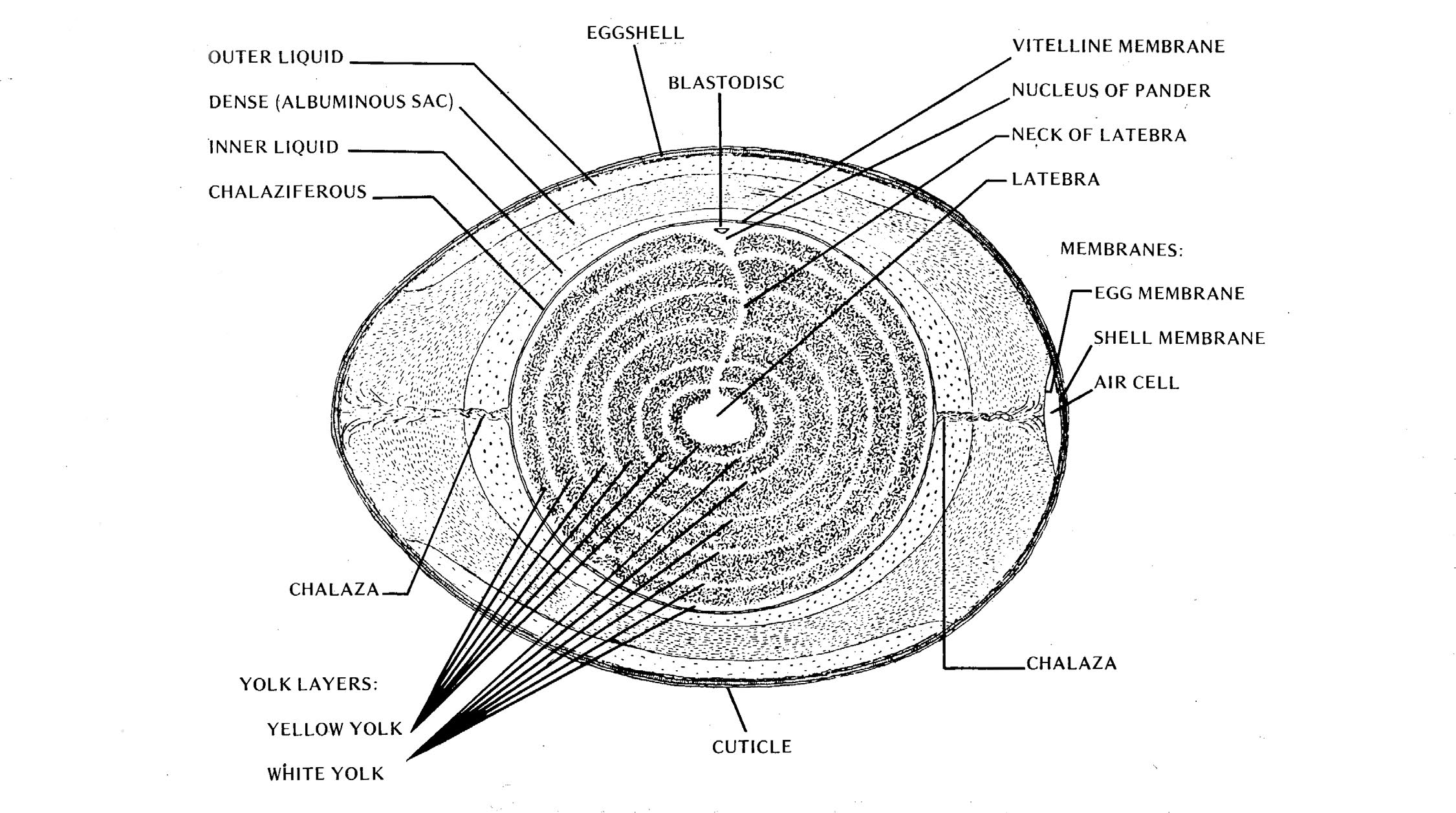Figure of a hen's egg shown cross-sectioned. The center is the latebra, the layer immediately followin gis the yellow yolk, then the white yolk. Then there is the neck of latebra which runs from the latebra to the nucleus of pander. Sitting n the nucleus of pander is the blastodisc. Then is the vitelline membrane. Running from the vitelline membrane to the air cell and egg membrane (on both ends of the egg) is the chalaza. Tight past the vitelline membrane is the Chalaziferous, the inner liquid, the dense albuminous sac, and the outer liquid. All of t his is contained within the egg shell which is surrounded by a cuticle.