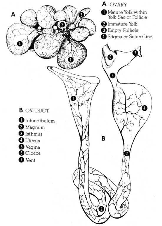 Parts of the ovary: mature yolk within yolk sac or follicle; immature yolk; empty follicle; stigma or suture line. Parts of the oviduct: infundibulum; magnum; isthmus; uterus; vagina; cloaca; vent.