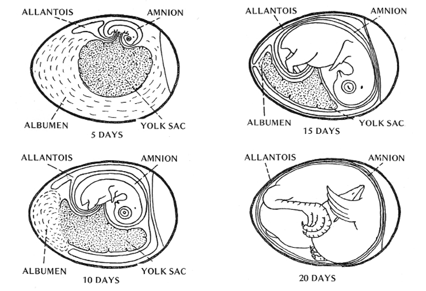 Diagram shows the stages of growth of the embryo at days 5, 10, 15, and 20, demonstrating the changing relative size of the allantois, amnion, albumen, and yolk sac, which is summarized in the text.