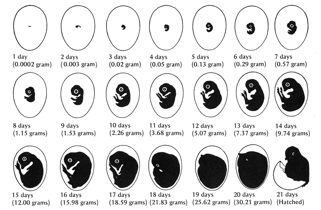 A more extensive diagram of embryo development from the first day to the 21st day, including weight in grams for each day. See Figure 4 Table for specific weights.