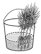 Drawing of a bucket with four seedlings upright with roots in mud or moss.
