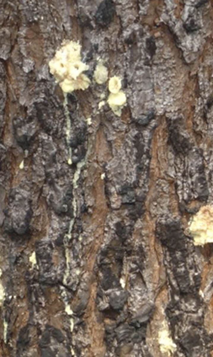 Close-up of a tree trunk with a yellow substance in several places.