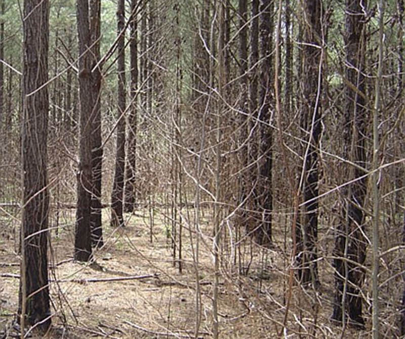 Rows of large pine trees in the background and small, leafless stems in the foreground.