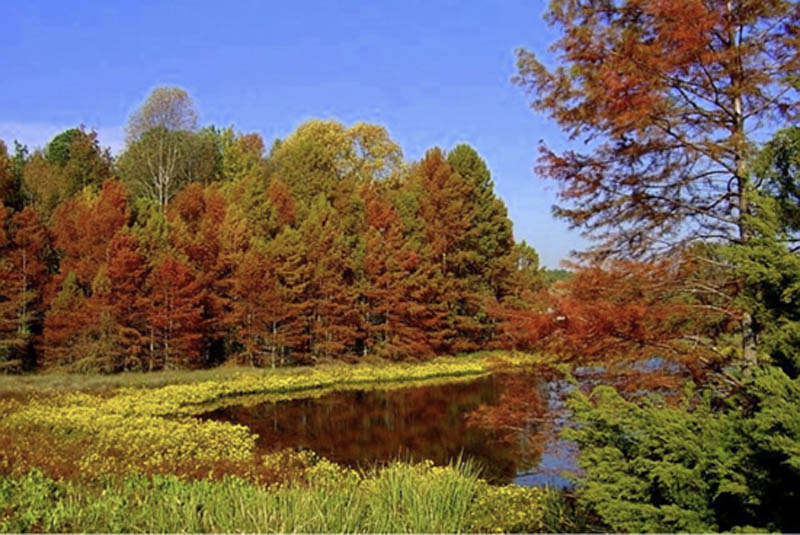 A pond with many types of plants growing around it, including grasses and trees.