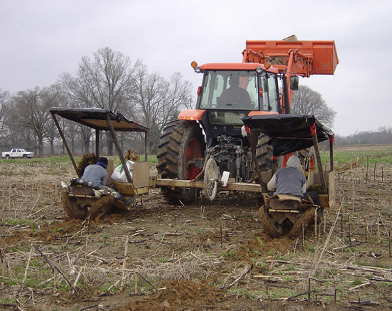 A large tractor in a bare field. The tractor is pulling two small attachments carrying people planting seedlings.