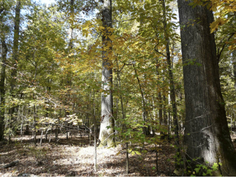 A forest area with many large trees with yellow and orange leaves. Some vegetation grows closer to the ground.