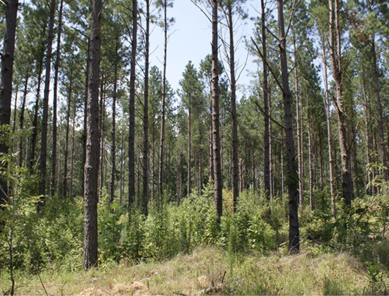 A forest with many large trees and dense vegetation growing lower to the ground.