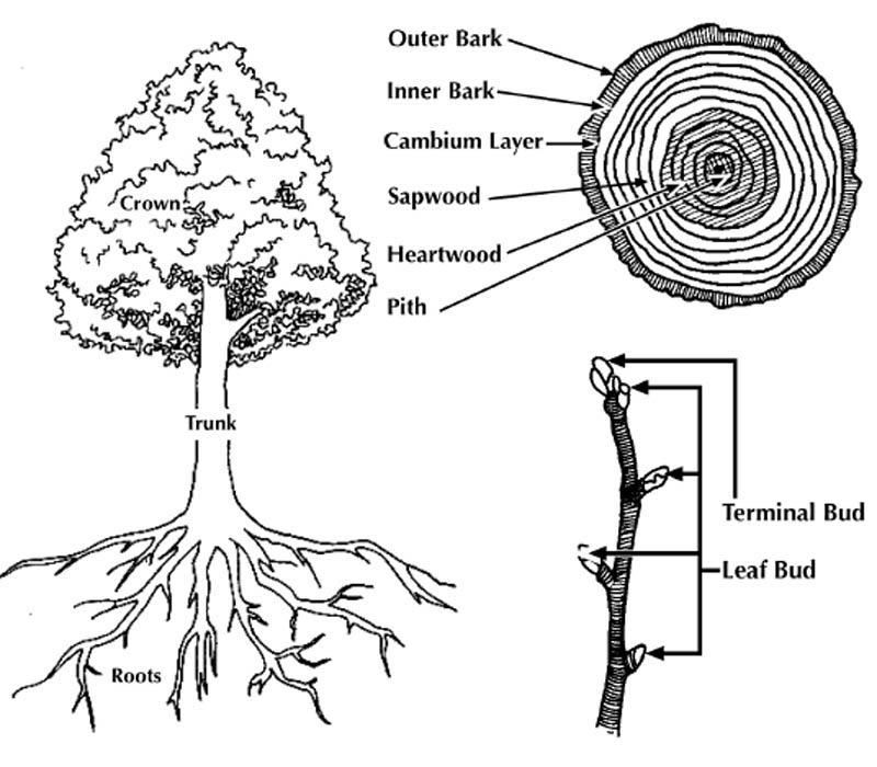 Image description in text.