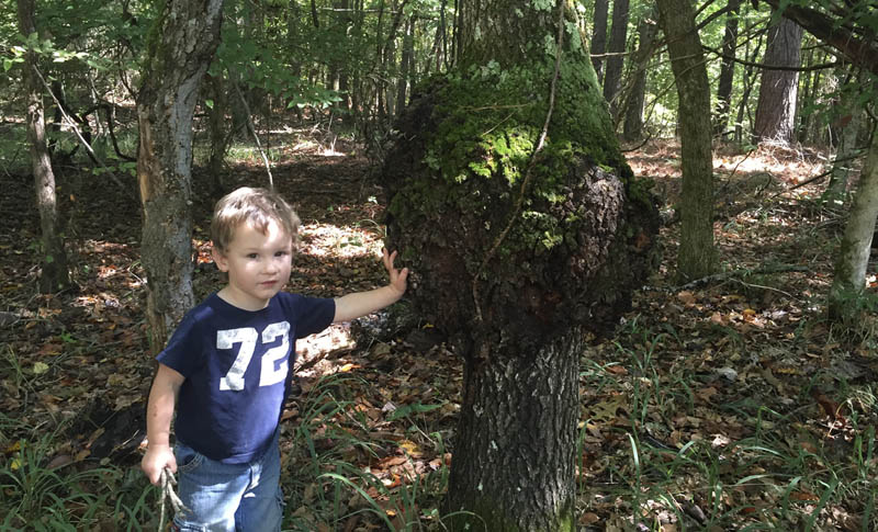 A young boy stands next to the spherical cull located at the lower section of a tree trunk.