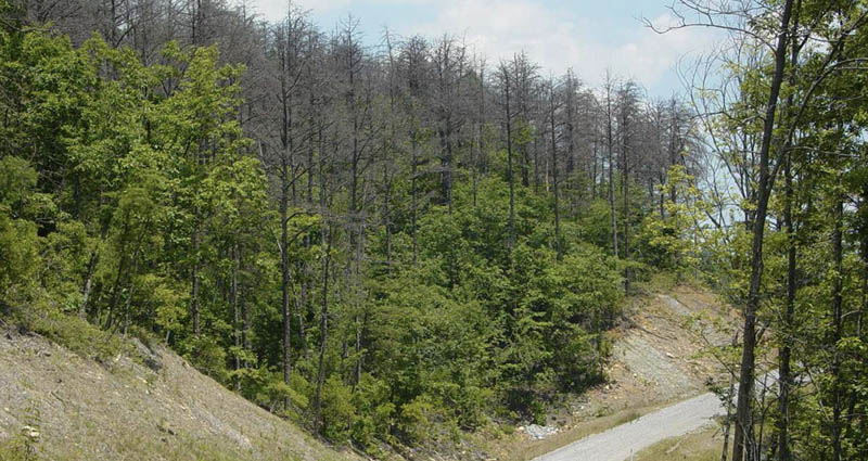 Pine stands are featured on a hillside. 