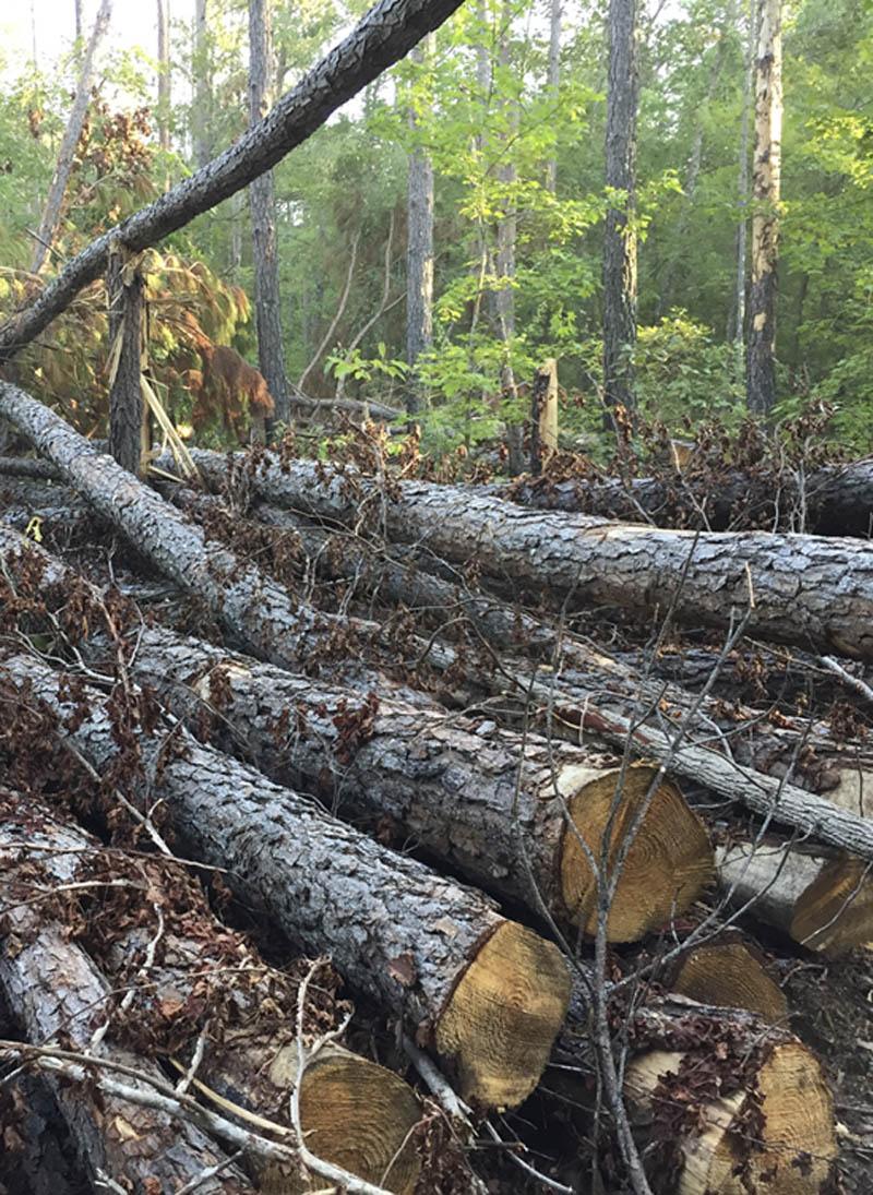 Decaying logs infested with pine beetles are cut and laid on the ground.