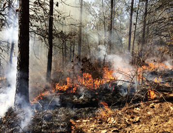 A pine stand burns under a controlled environment. The glowing forest floor releases plumes of light gray smoke.