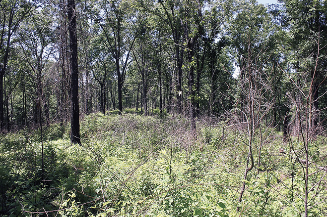 Plants and underbrush grow in an open area with trees in the background.