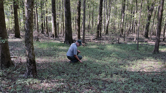 A man kneels on the forest floor with hundreds of small tree seedlings all around him.