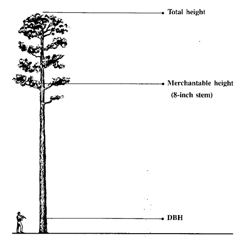 A tall tree next to a person. The top of the tree is labeled as total height. Merchantable height is about 3 quaters of the way up where the tree's branches start. DBH is labeled roughly equal with the person's chest.