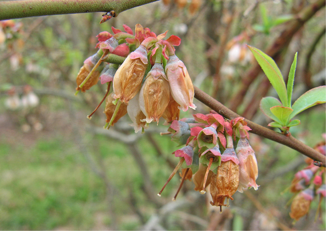 Dead and brown drooping blueberry blooms.