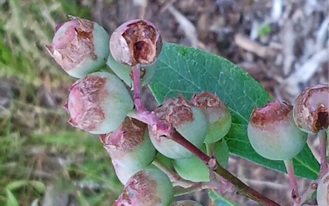 End of developing blueberries with brown scarred tissue.