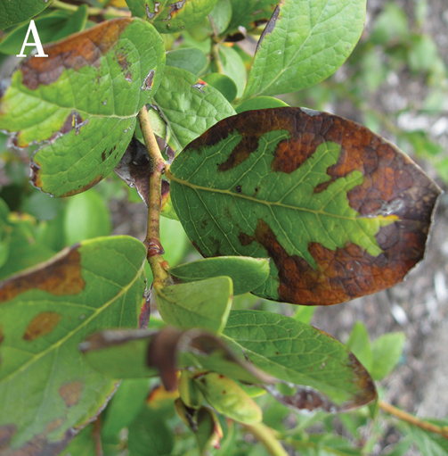 Close up of green leaves with brown edges.