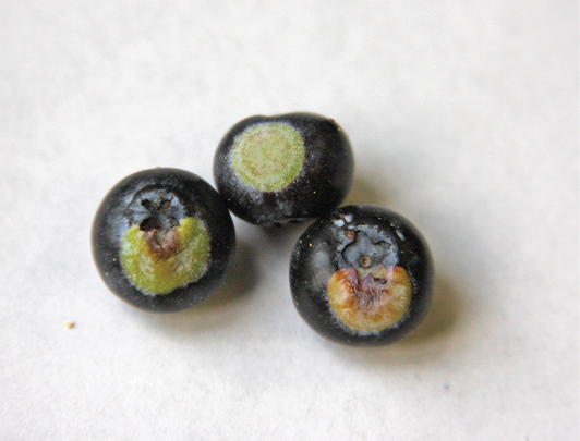3 blueberries with light green, circular spots.