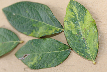 Dark green leaves with light green patches.