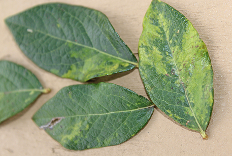 Dark green leaves with light green patches. 