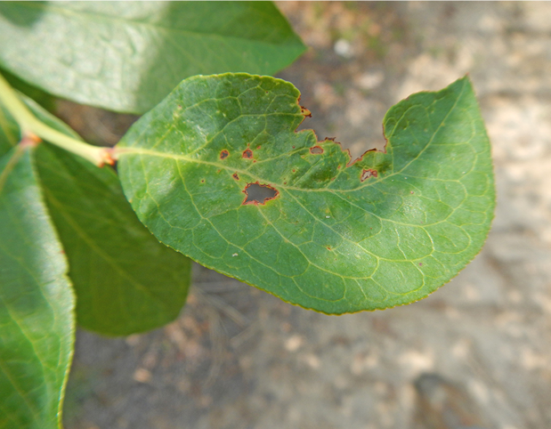 Close up of a green leave with brown spots and the edge of the leave missing.