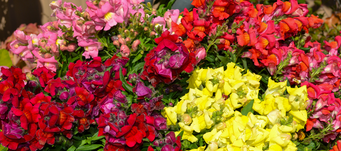 Yellow, pink, and red snaptastic snapdragons.